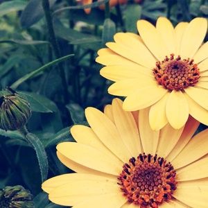 Meet your Posher, Miranda